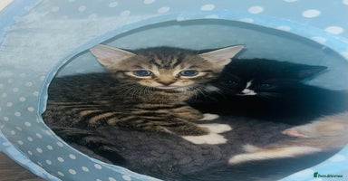 Mixed Breed cats - Advert 16