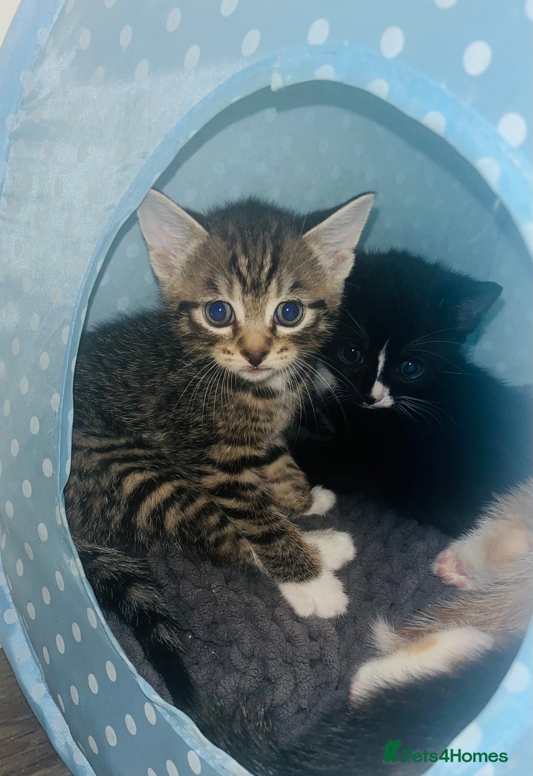 Mixed Breed cats for sale: Adorable Kittens with Stunning Markings - Image 2