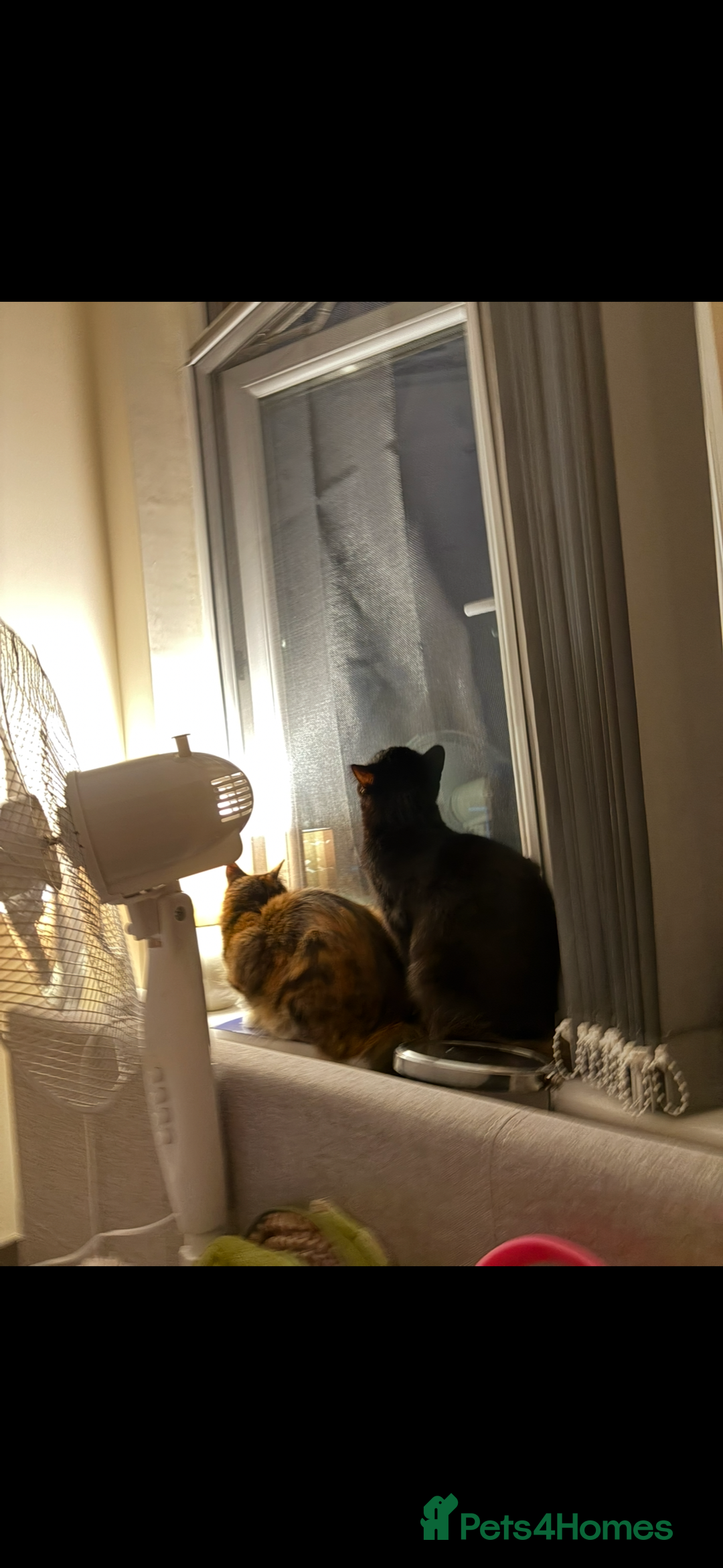 Domestic Shorthair cats for sale: Bonded sisters, please adopt together!  - Image 1