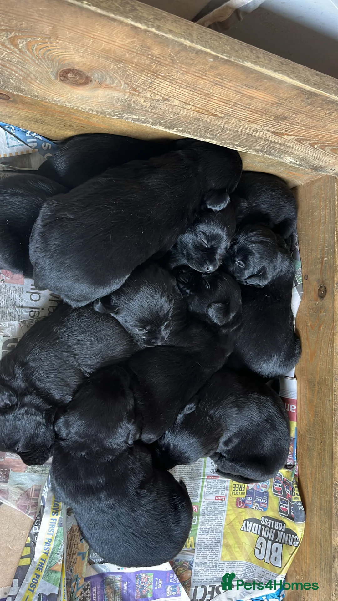 Labrador Retriever dogs for sale: 9 Pedigree Black Labrador Retrievers   in Llangadog - Advert 1