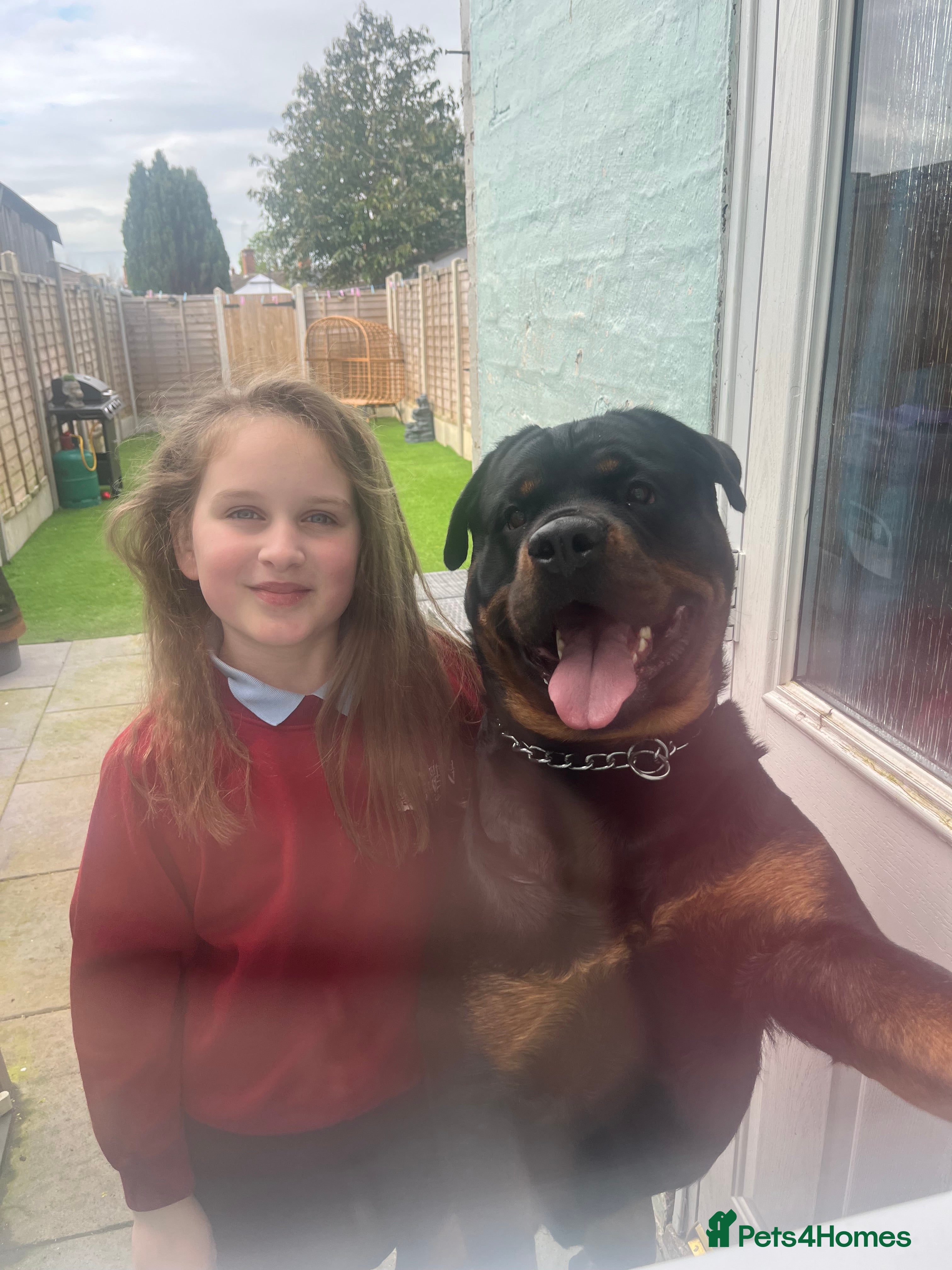 Rottweiler dogs ⭐️KAGE⭐️ - Advert 1