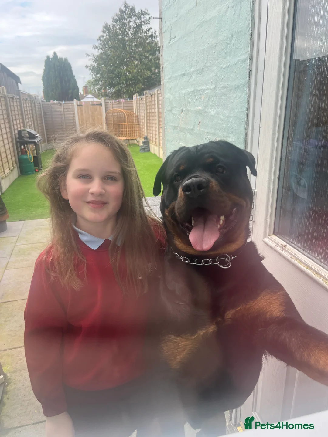 Rottweiler dogs for stud: ⭐️KAGE⭐️ - Advert 1