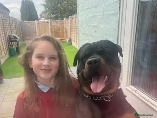 Rottweiler dogs ⭐️KAGE⭐️ - Advert 1