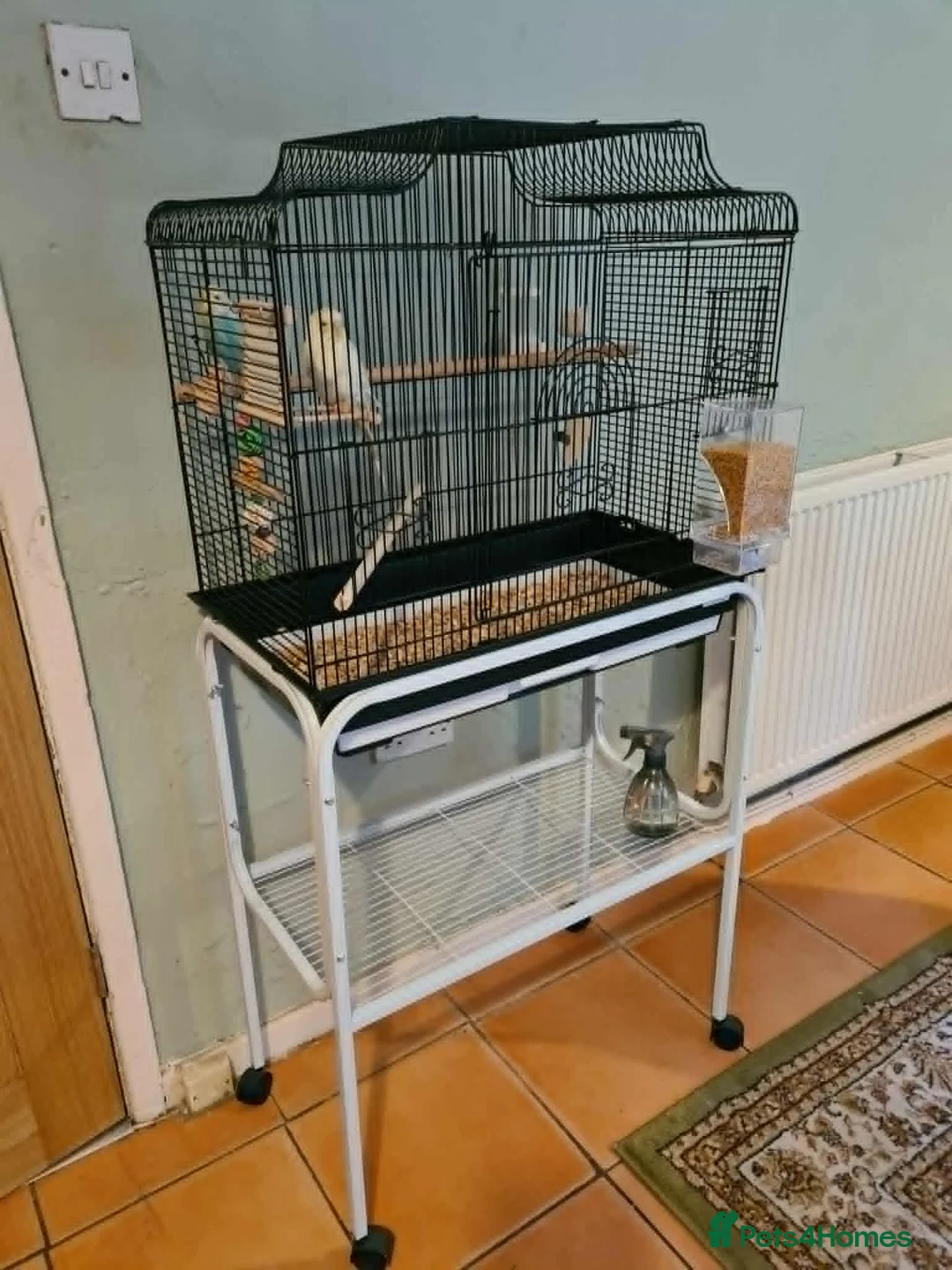 Budgerigars birds for sale: Bird Cages - Advert 2
