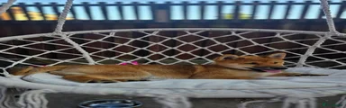 Japanese Shiba Inu 