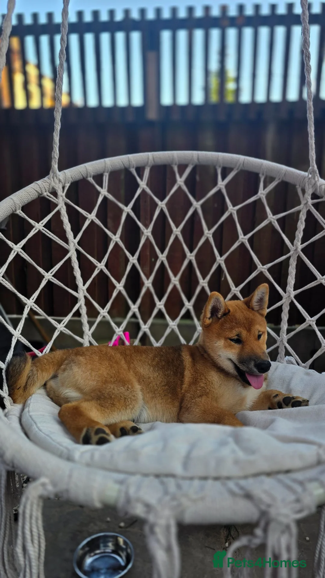 Japanese Shiba Inu dogs for sale: Shiba inu in Goole - Advert 6