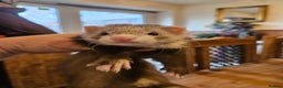 Ferret rodents for sale: Small hob ferret tame  - Advert 4
