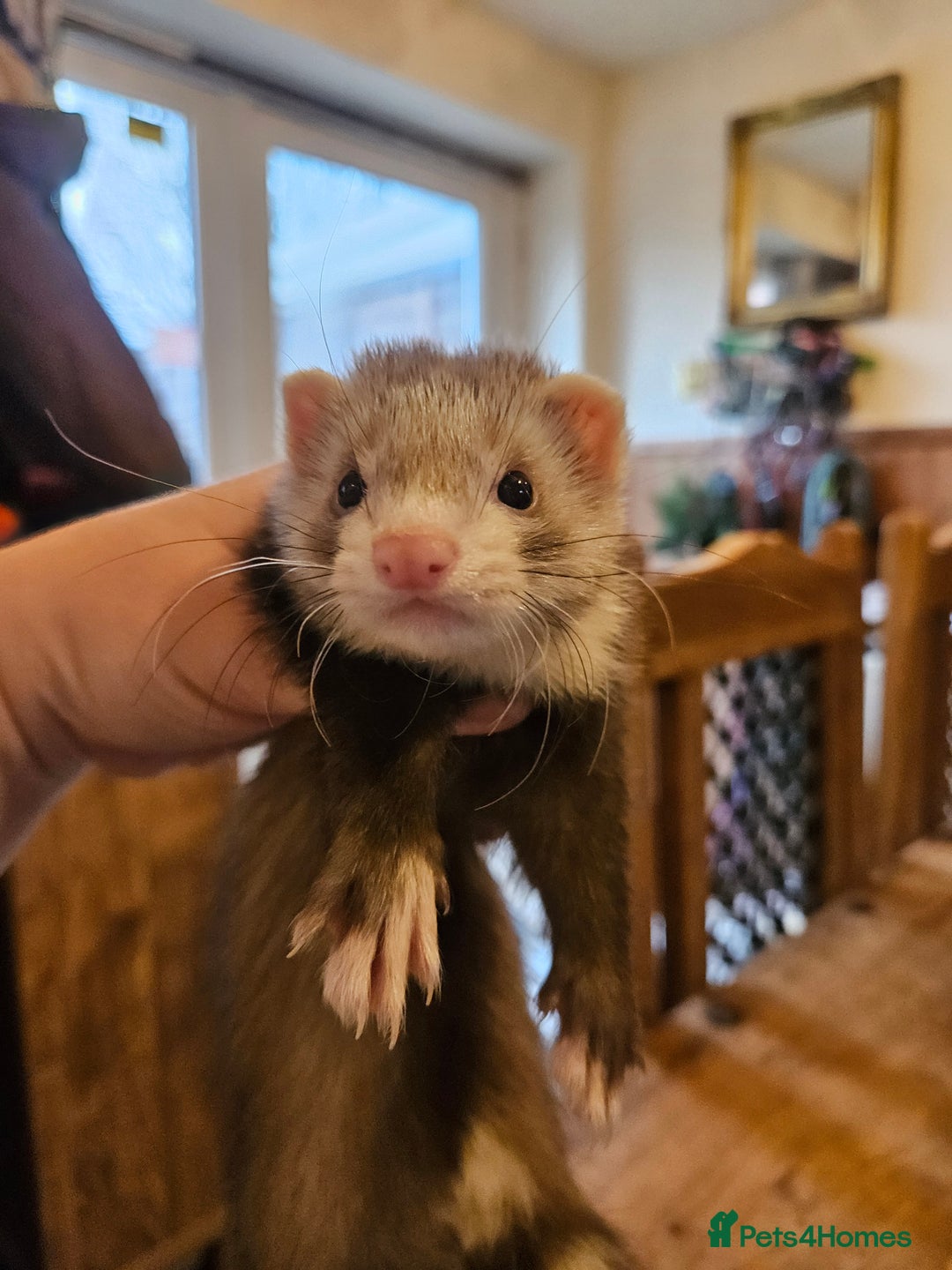 Ferret rodents for sale: Small hob ferret tame  - Advert 4