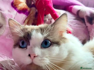 Ragdoll cats Ragdoll for Stud - Advert 17