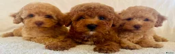 Toy Poodle dogs for sale: Toy poodle puppies  in Wakefield - Advert 14