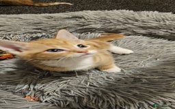 Mixed Breed cats for sale: Playful Bengal Kittens - Advert 5