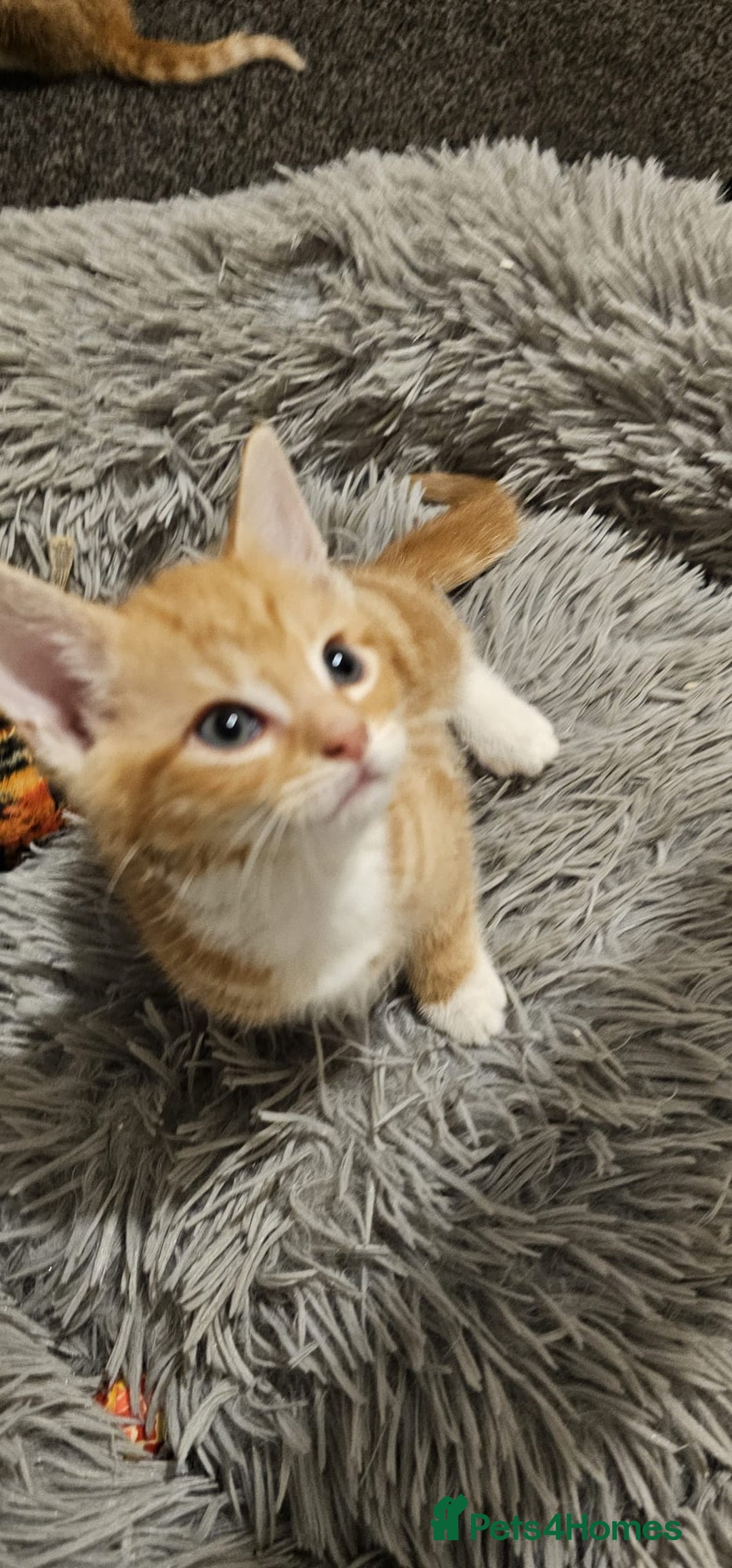 Mixed Breed cats for sale: Playful Bengal Kittens - Advert 5