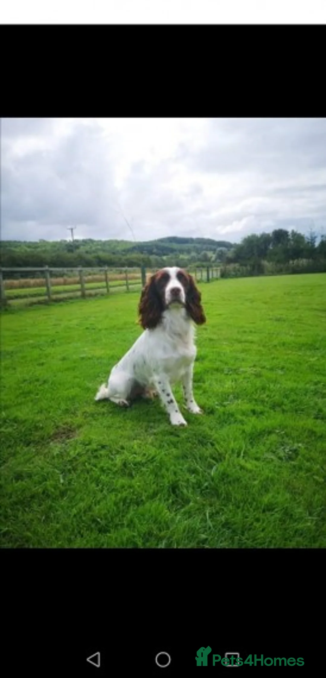 Cocker Spaniel dogs for stud: KC  health tested working cocker spaniel at stud in Malton - Advert 5