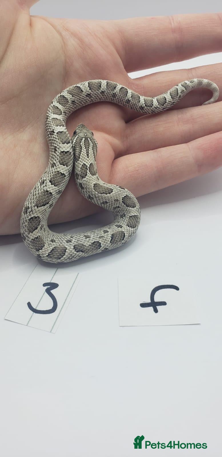 Snake reptiles Baby Western Hognoses mixed sex and morphs From - Advert 11