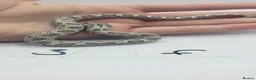 Snake reptiles for sale: Baby Western Hognoses mixed sex and morphs From - Advert 2