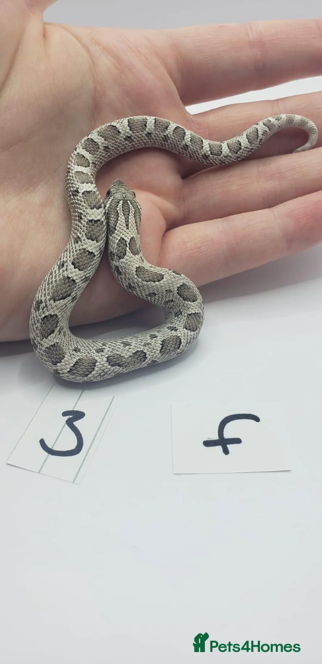 Snake reptiles for sale: Baby Western Hognoses mixed sex and morphs From - Advert 2