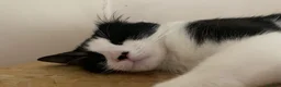 Domestic Shorthair cats for sale: Lovely home required  - Advert 5