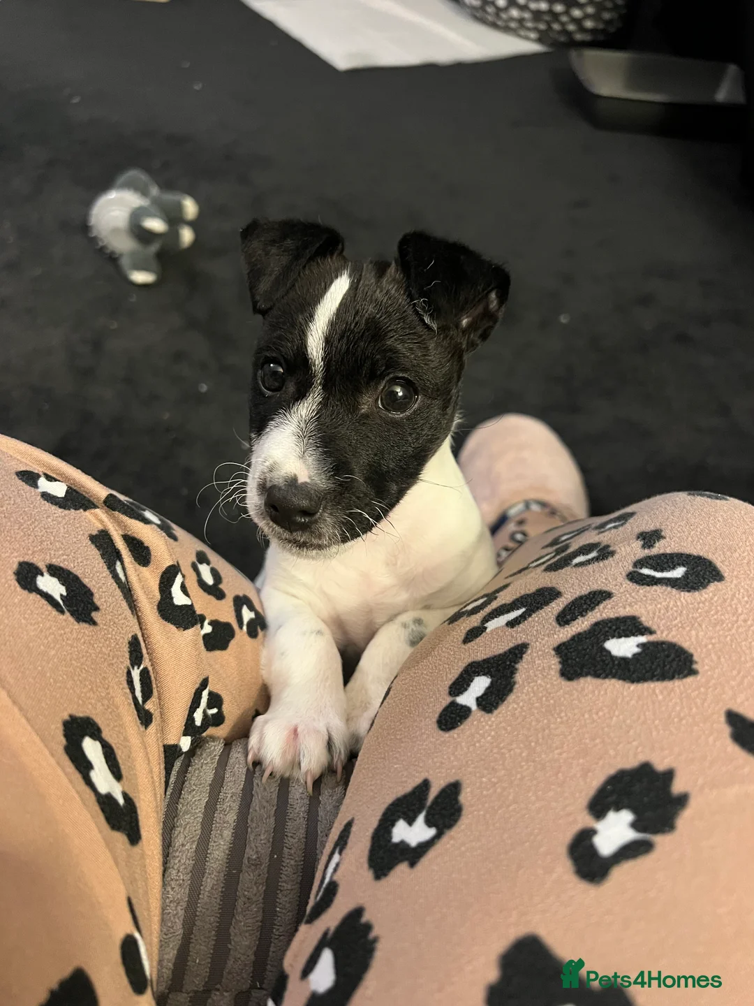 Jack Russell dogs for sale: Female Jack Russel  - Advert 19