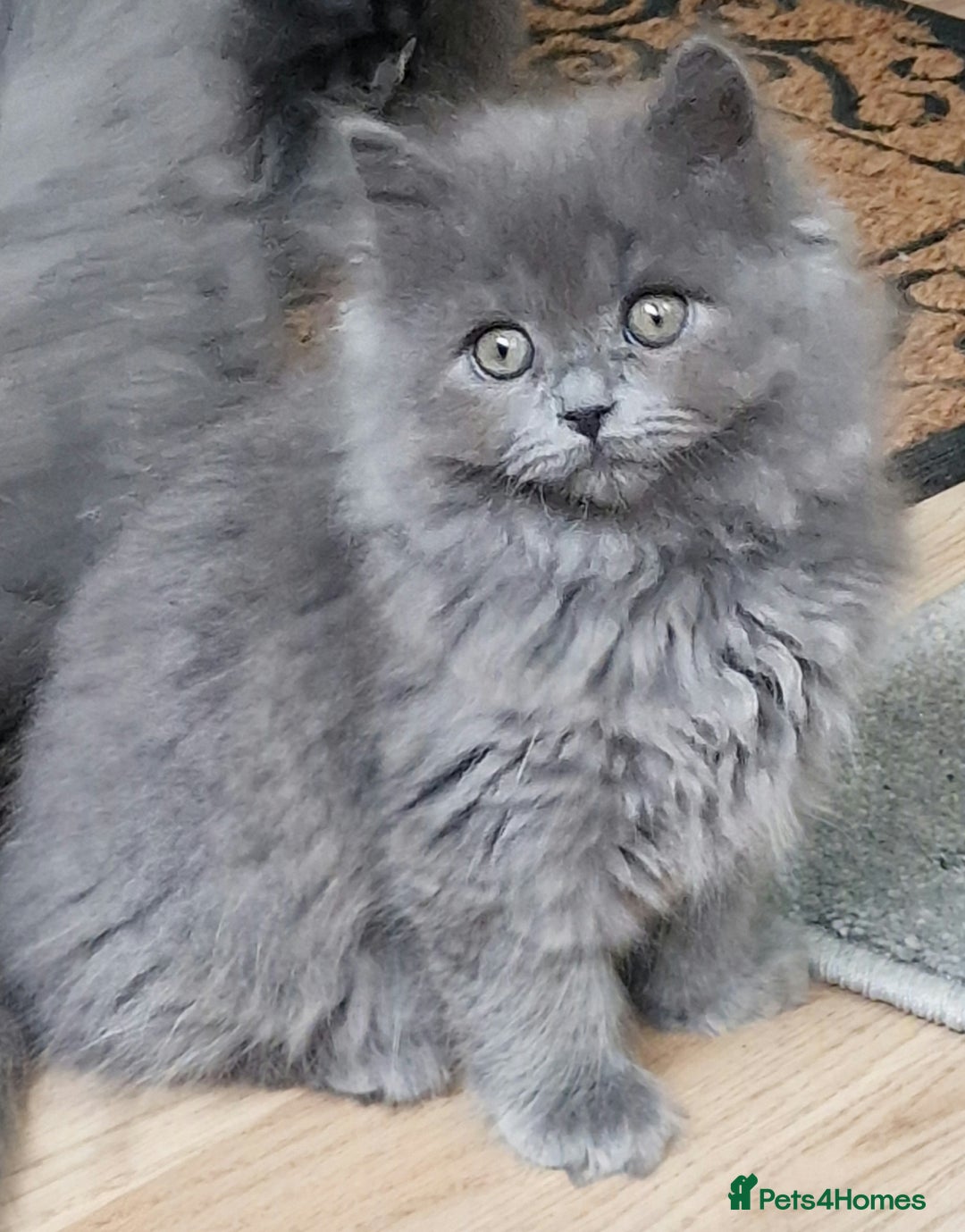 British Longhair cats for sale: Blue & Lilac Gorgeous fluffy BLH male kittens - Advert 8