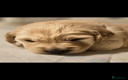 Golden Retriever dogs for sale: Beautiful chunky cream/golden retrievers  - Image 6