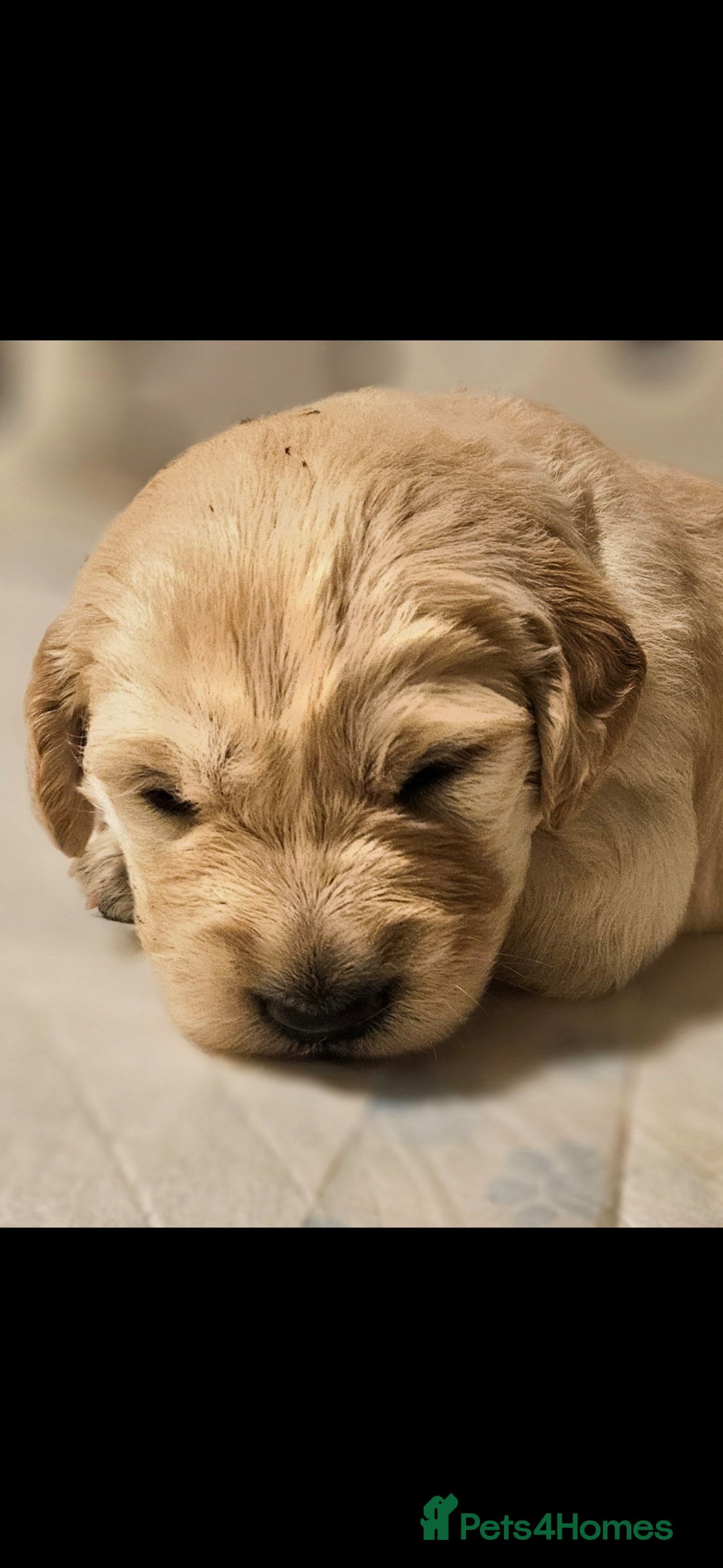Golden Retriever dogs for sale: Beautiful chunky cream/golden retrievers  - Image 6