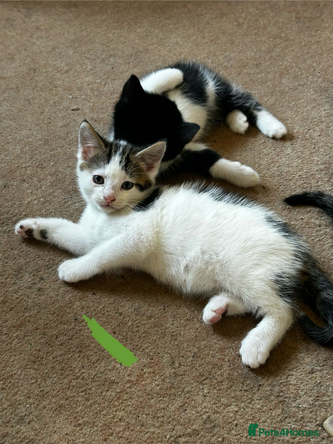 Mixed Breed cats for sale: 5 Mixed Breed Kittens For Sale ! - Image 2