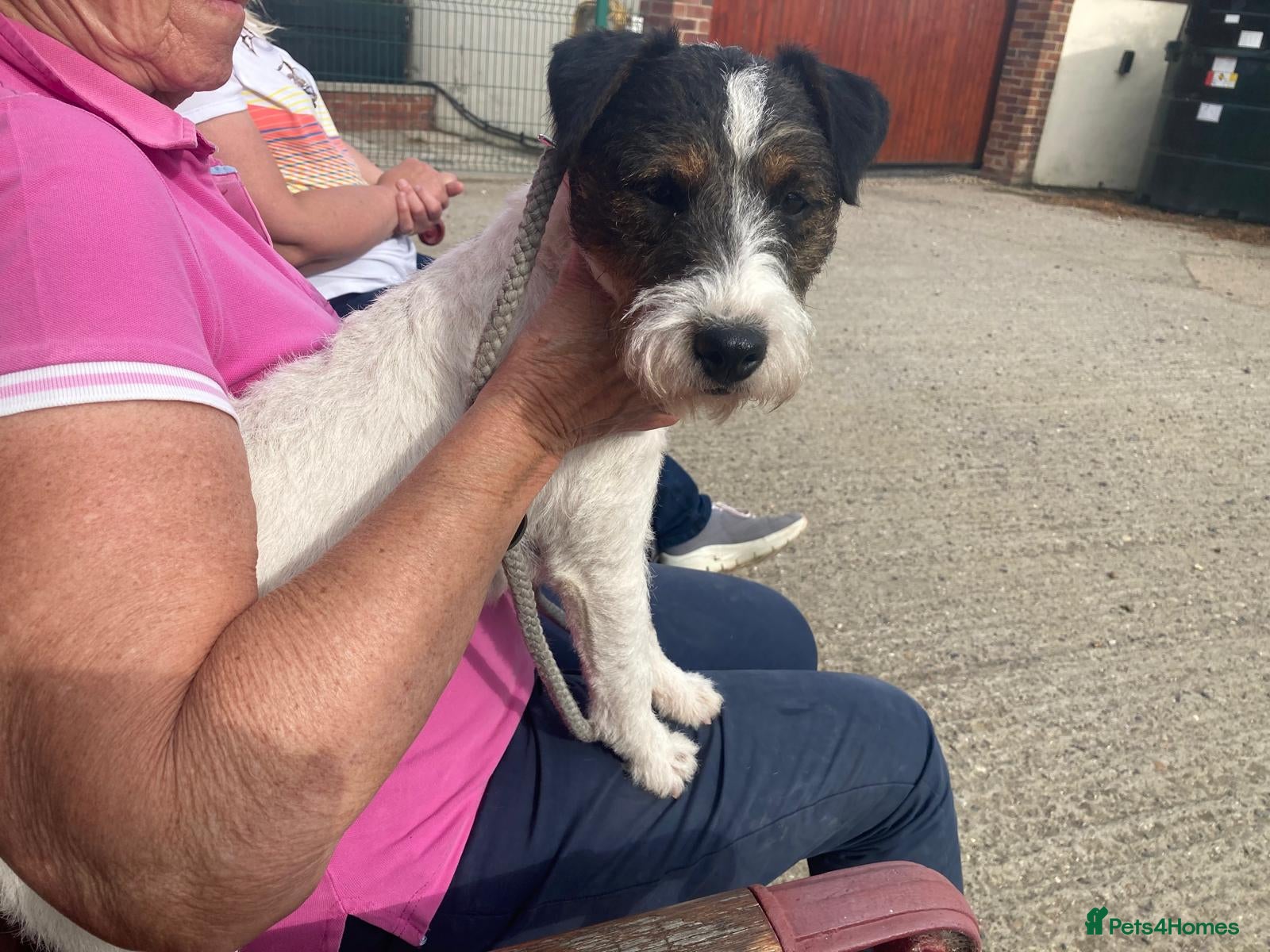 Jack Russell dogs 9 month old Jack Russell Dog for Sale  - Advert 2