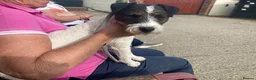Jack Russell dogs for sale: 9 month old Jack Russell Dog for Sale  - Advert 2