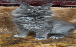 Maine Coon cats for sale: 🏆 PEDIGREE MAINE COON KITTENS GCCF 🏆  - Image 6