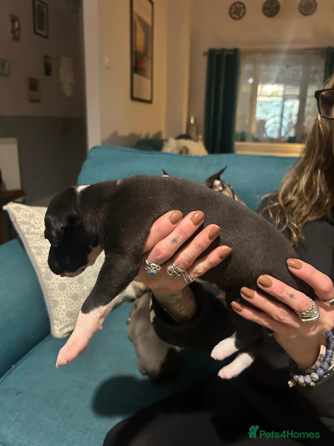 Mixed Breed dogs for sale: Italian greyhound x whippet pups - Advert 2