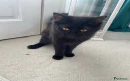 Mixed Breed cats for sale: Gorgeous Black Kitten - Image 2