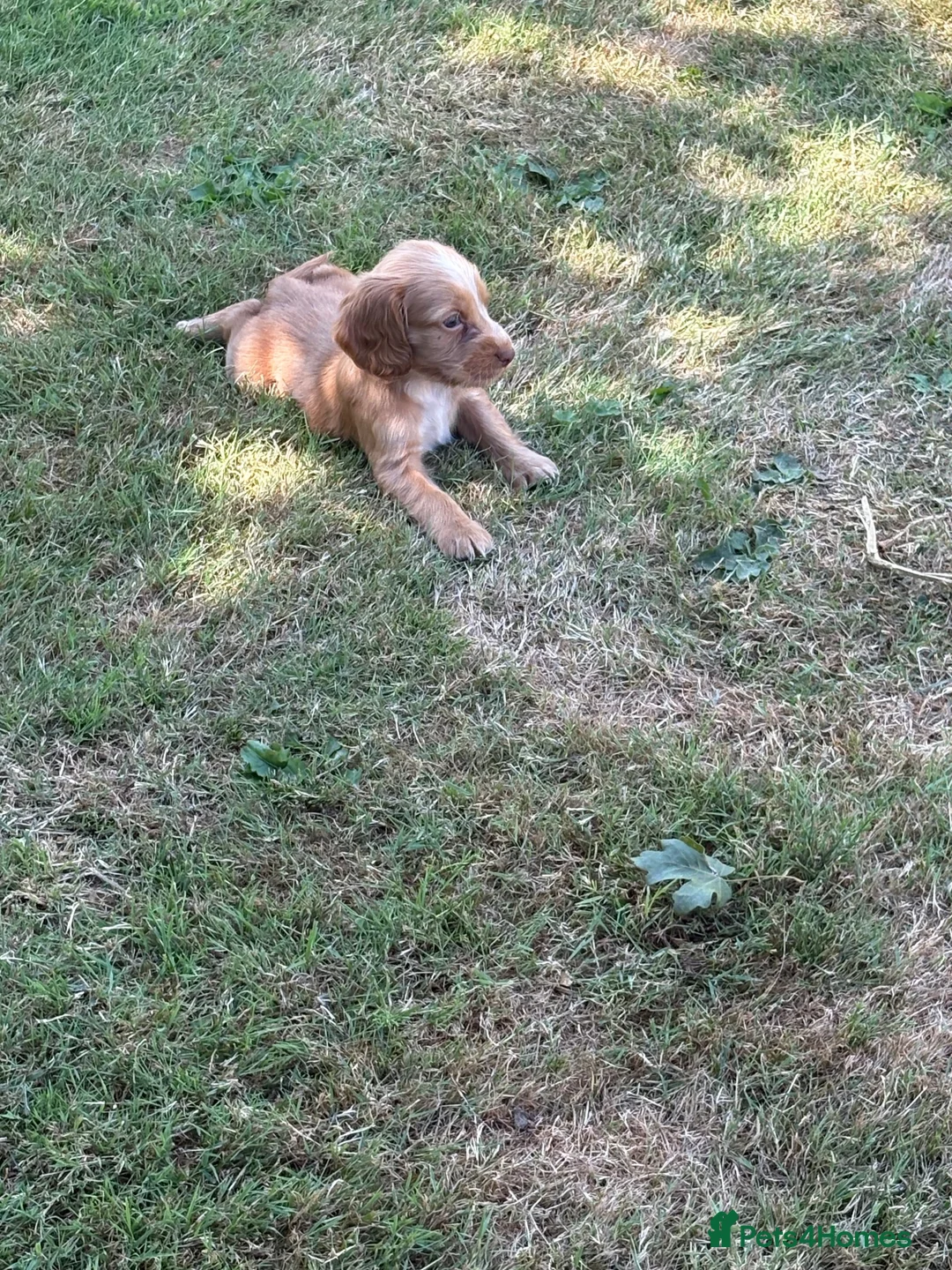 Cocker Spaniel dogs for sale: Cocker spaniel  - Advert 6