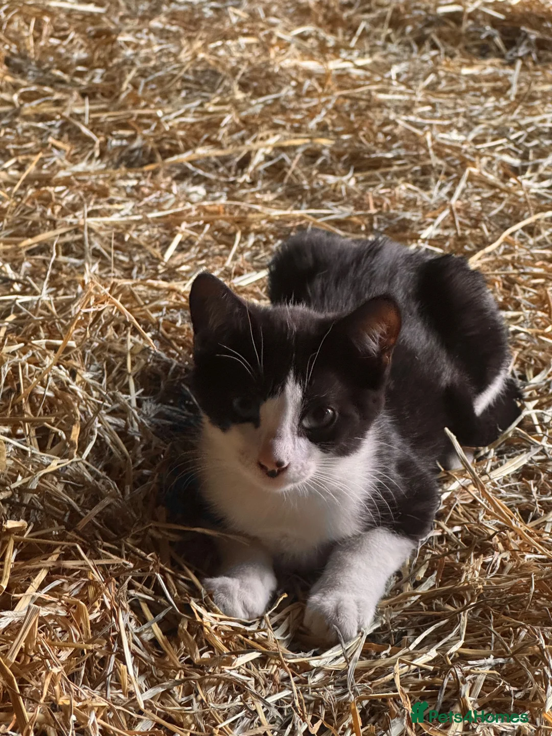 Mixed Breed cats for sale: Kittens for sale  - Advert 11