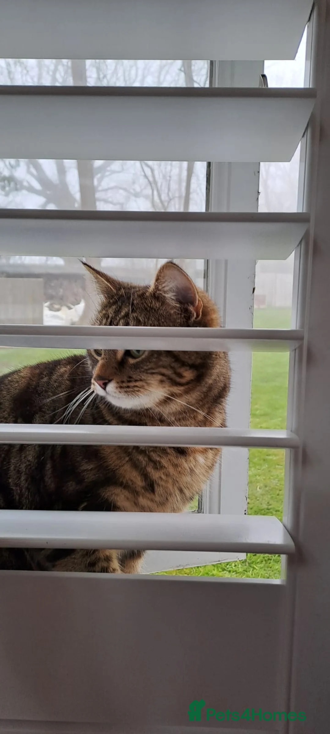 Bengal cats for sale: 2 YEAR OLD FEMALE TABBY CAT FOR SALE - Advert 5