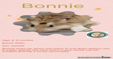 Hamster rodents - Advert 6