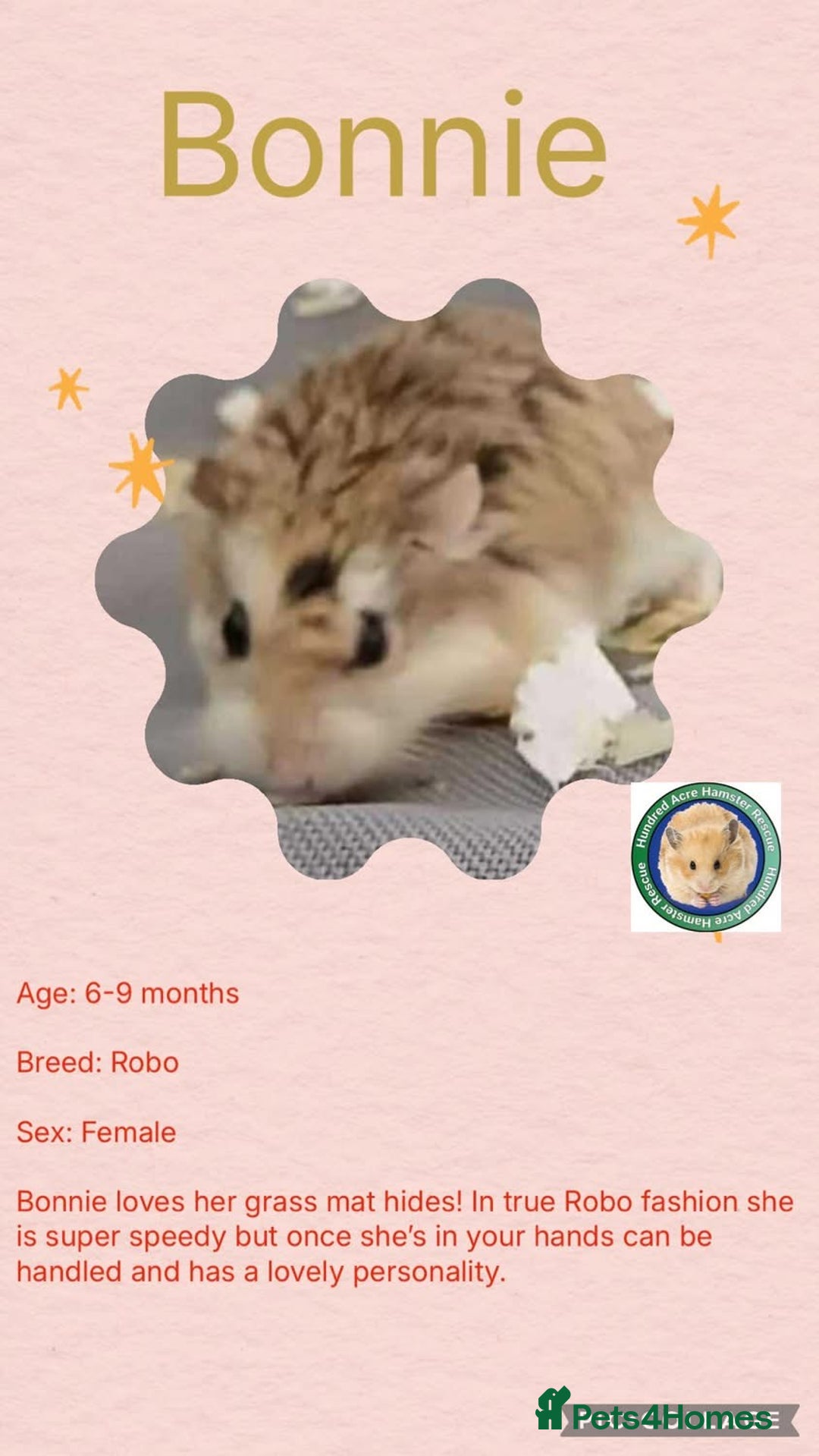 Hamster rodents for sale: Hamsters for adoption  - Advert 3