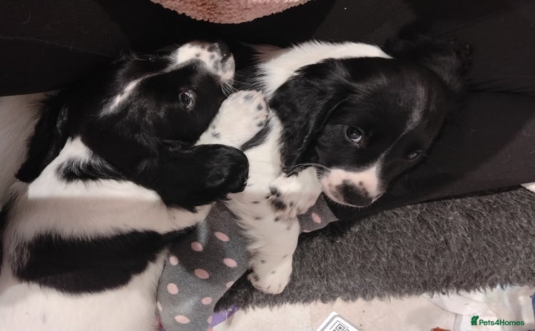 English Springer Spaniel dogs Kc registered springer spaniels £850 ready now - Advert 10