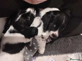 English Springer Spaniel dogs Kc registered springer spaniels £800 ready now - Advert 18
