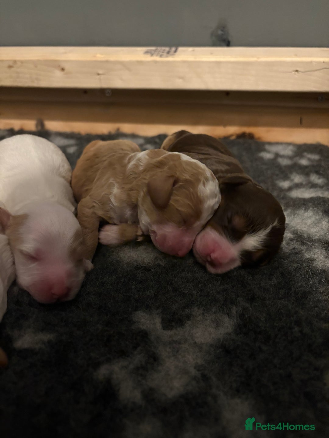 Cockapoo dogs for sale: 🐶🐾Cockapoo puppies 🐶🐾 - Advert 12