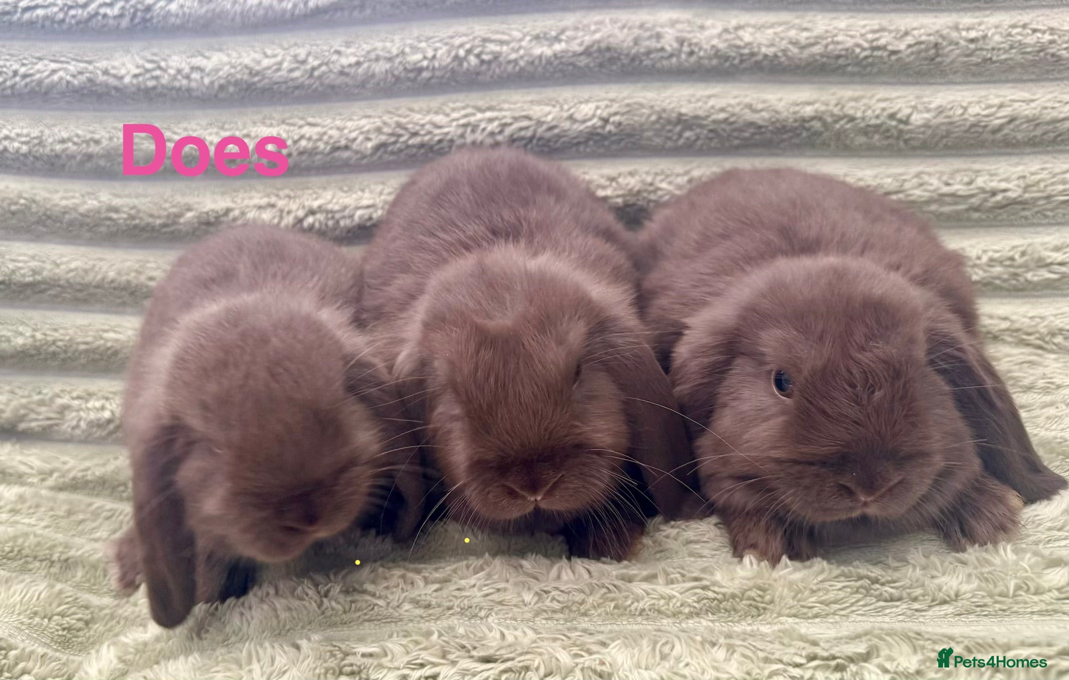 Mini Lop rabbits 💙💜Beautiful Chocolate Mini Lops💜💙 - Advert 10
