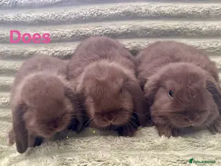 Mini Lop rabbits 💙💜Beautiful Chocolate Mini Lops💜💙 - Advert 10
