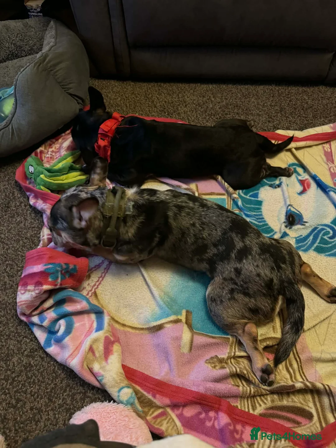 French Bulldog dogs for sale: French Bulldog Brothers want to go together - Advert 10