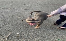 Mixed Breed dogs for sale: Poppy - Image 1