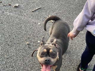 Mixed Breed dogs - Advert 17