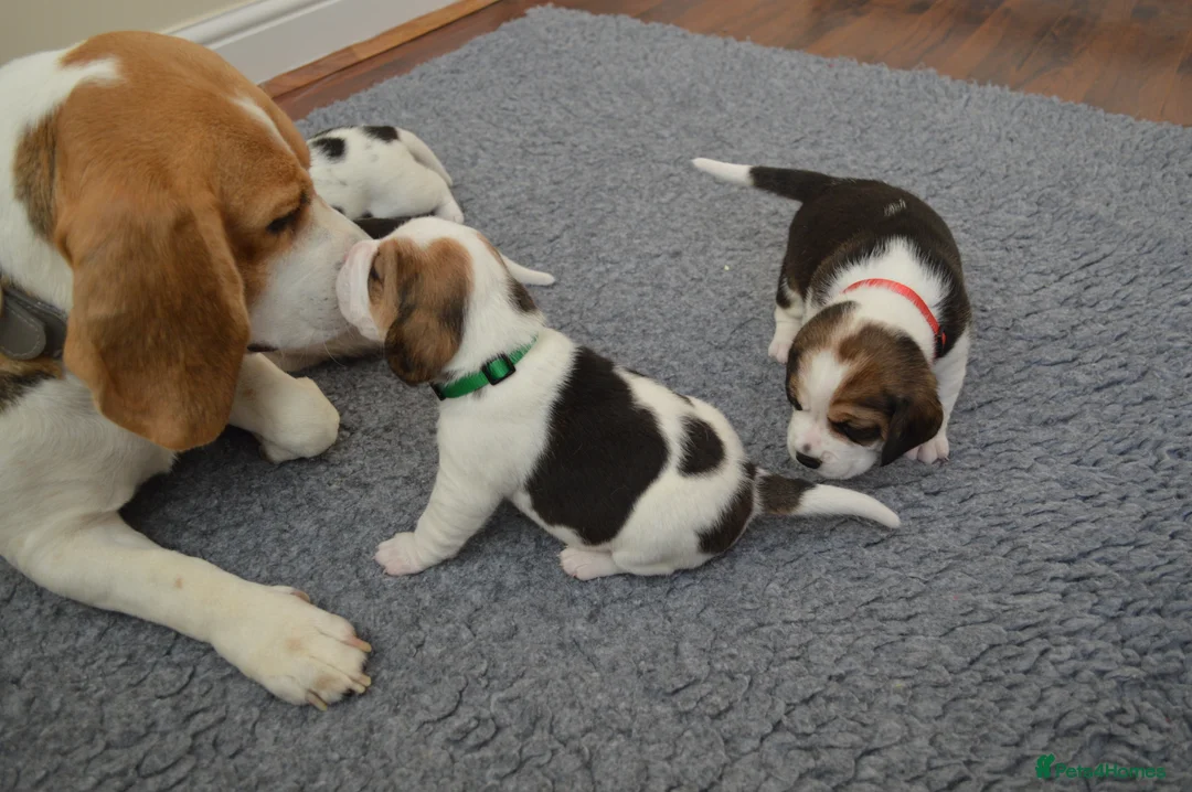 Beagle dogs for sale: CH Sired, Fully Health Tested, KC Reg, Beagle Pups - Advert 5