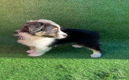 Australian Shepherd dogs for sale: Australia shepherd Kc puppies  - Image 19