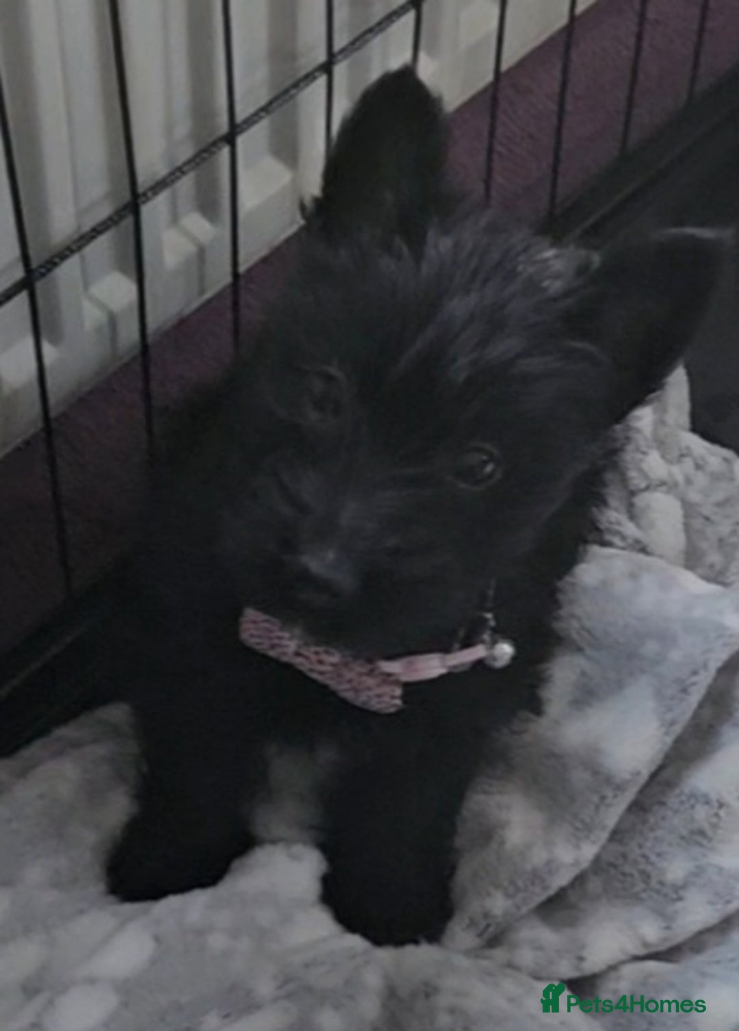 Scottish Terrier dogs for sale: Scottie girl - Advert 3