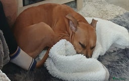 Staffordshire Bull Terrier dogs for sale: Beautiful Staffordshire Bull Terrier - Image 1