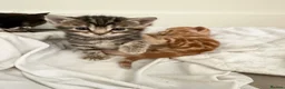Mixed Breed cats for sale: Beautiful/cuddling kitten - PICK ME in London - Advert 14