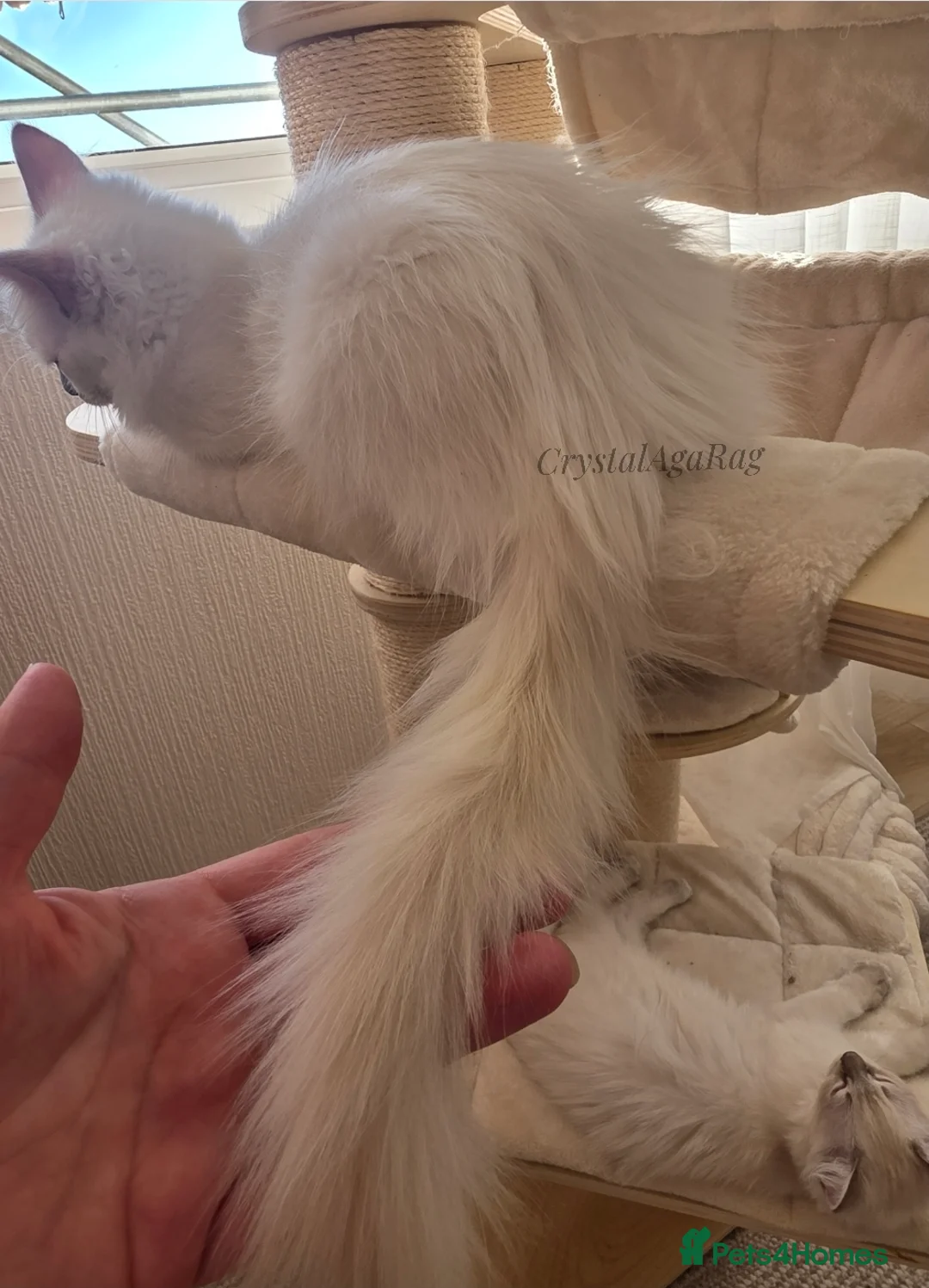 Ragdoll cats for sale: ✨ TWO LEFT RARE LILAC TORBIE |LITTER GCCF&TICA✨ - Advert 2